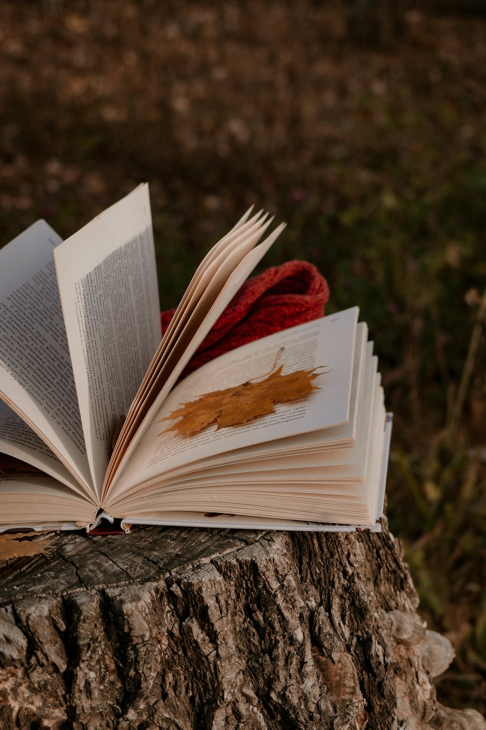 An open book with an autumn leaf on a tree stump.